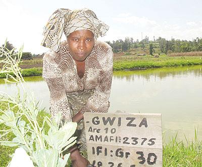 Marie Grace Mukamusoni, at one of the fishponds.   The New Times / D. Umutesi