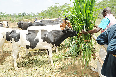 Farmers in the Eastern Province complain of difficulties in maintaining exotic cows.  The New Times / Stephen Rwembeho.