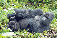 An adult mountain gorilla. There are less than 800 of the species living in the wild. Although endangered, their numbers are increasing. The New Times / File.