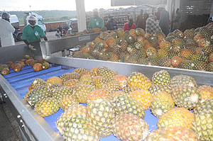 Unloading of pineapples at a local processing plant; Rwanda is set to get a laboratory that will improve testing services. The New Times / John Mbanda.