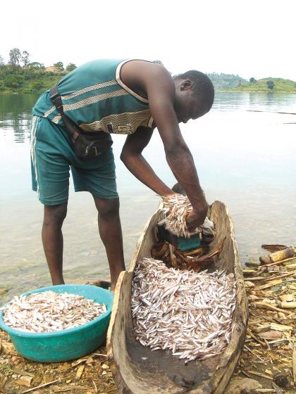 Fish farming at Lake Kivu. The countryu2019s annual fish demand stands at 25,000 tonnes. 1The New Times / T.Kisambira.