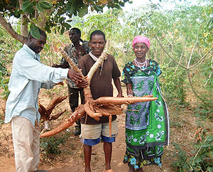 Cassava is a staple food in Rwanda but can also be used to make animal feeds. The New Times / File.
