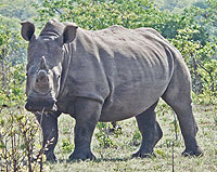 A White Rhino walks through scrub in the dusk light in Pilanesberg National Park in South Africa. Net photo.