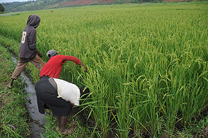 Farmers in Kirehe will record low yields of rice this season after over 50 hectares were washed away by floods. The New Times / File.