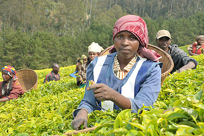 A young woman picking tea. The New Times J. Mbanda