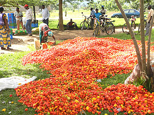 Hot pepper rot in Rugarama sector as farmers look on helplessly. The New Times / S. Rwembeho.