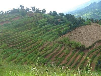 Terraced land under utilisation. Farmers in Kicukiro are gaining from land consolidation. The Sunday Times / File