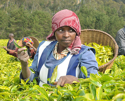 A woman picking tea. Trade Unions are demanding a daily minimum wage of Rwf1,500. The New Times File.