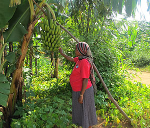 A woman in a banana plantation.Respecting gender equality in most of the agricultural work in Africa is still a major challenge. The New Times / File.