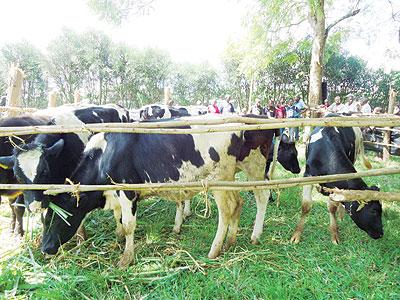 Some of the cows that were donated. The Sunday Times/Susan Babijja.