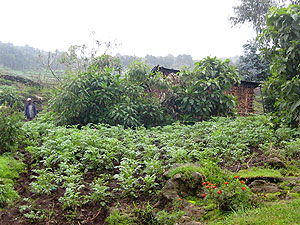 Farm edge at Volcanos National Park.  The New Times /  Jenny Ford .