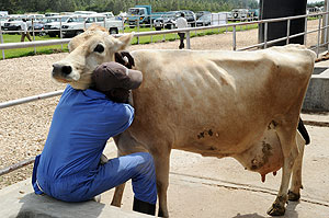 A local farmer nurses his cow. EAC and AU-IBAR have sealed a deal to promote livestock development. The New Times / File.