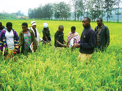 Rice farmers in Cyaruhogo. Rwanda is credited for effective use of aid. The  New Times / File.