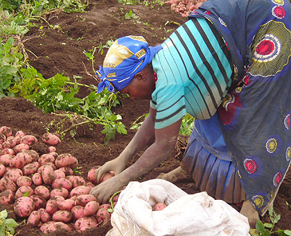 More money was allocated to fertilizers. The New Times / File.