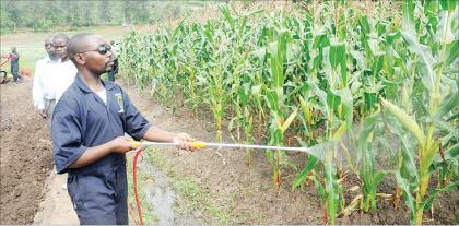 Agriculture would boost economic growth. The  New Times / J. Mbanda.