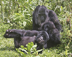 The well protected Agashya family of mountain Gorillas frolick in dense undergrowth at the Virunga National park. The New Times / File.