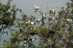 Rwandan birds are a potential tourist attraction. Their habitats need protection. The New Times / File