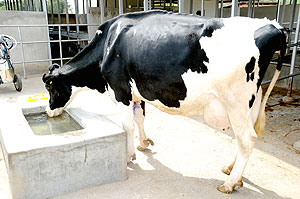 A dairy cow drinking water. The New Times / File.