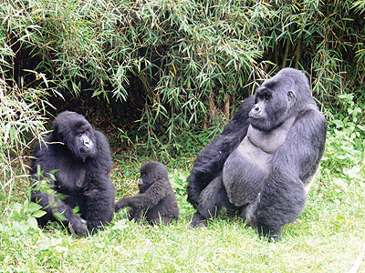 A family of mountain gorillas.Net photo.