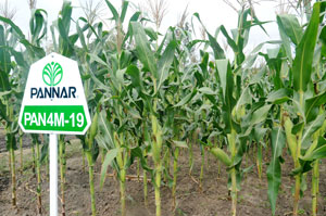 A model maize plantation. 