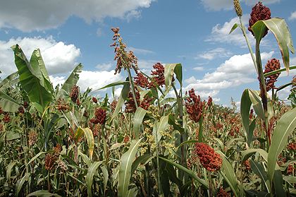 Mixed varieties of Sorghum on a local farm in the Eastern Province. The Sunday Times, John Mbanda.