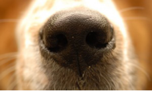 They can smell fear, you know. Net photo.