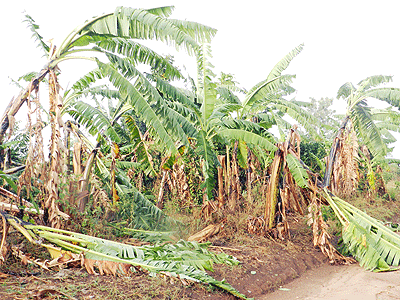 Banana trees couldnu2019t withstand the heavy winds. The New Times/S. Rwembeho.