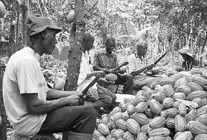 Farmers breaking cocoa pods. he higher cocoa prices should raise living standards for poor farmers. Net photo.