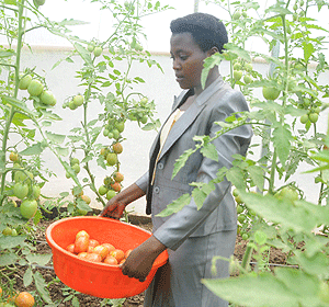 A tomato farmer in rural Rwanda; RURA hopes the new study would enable them to devise a strategy to connect farmers to mobile phones. The New Times / File.
