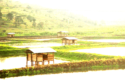 One of the fish farms in Nyagasambu. The New Times / S. Rwembeho.