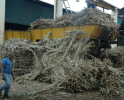  Harvested sugar cane being delivered to Kabuye factory. The New Times, File