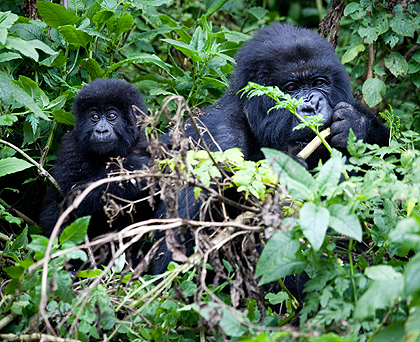 A baby gorilla with its mother. The New Times / File.