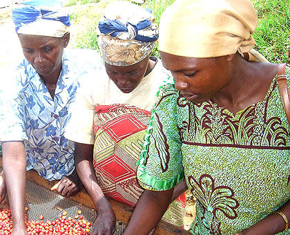 Women sorting coffee beans. Coffee exports increased after Rwanda joined the EAC. The New Times / File.