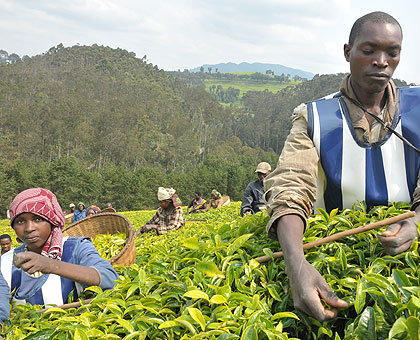 Tea pickers at Kitabi. The crop is one the countryu2019s main exports.  The New Times / Timothy Kisambira.