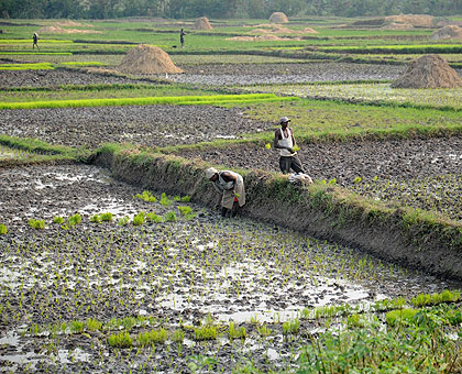 Rice growers in their gardens. The New Times / File.