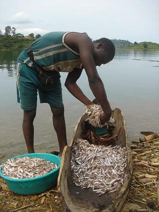 Fish farming in Lake Kivu. The country's annual fish demand stands at 25,000 tonnes. The New Times /  T. Kisambira.
