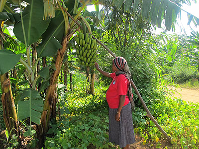 A woman inspects her farm. With registration, land rights are better safeguarded. The New Times / File.