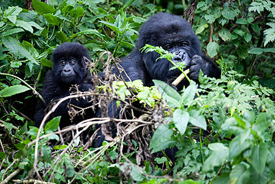 Gorillas in the Volcanoes National Park. The New Times / File.