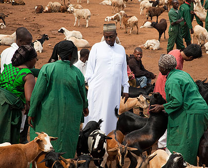 A muslim customer buys a goat at Nyabugogo abattoir yesterday. Muslims flocked the place to buy animals to celebrate Idi-Aduha.  The New Times / T. Kisambira.