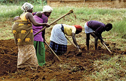 Farmers in rural Rwanda. The World Bank believes that Africans can help feed Africa. Net photo.