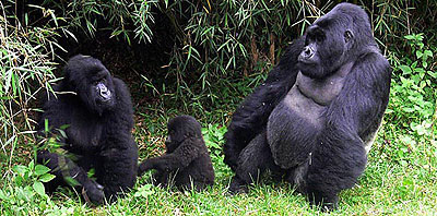 Gorillas are one of the prized species that are targeted by poachers. The New Times / File.
