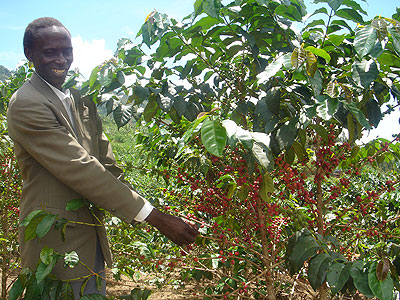 A farmer plucks coffee beans from his garden. Contract Farming will create prosperity among smallholder farmers. The New Times / File.