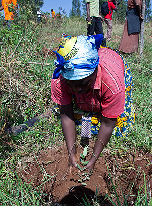 A resident of Bwiza, in Gasabo district planting a tree during Umuganda. The New Times / T.Kisambira.
