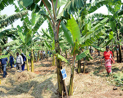 A well maintained banana plantation in Ngoma District. The New Times / File.