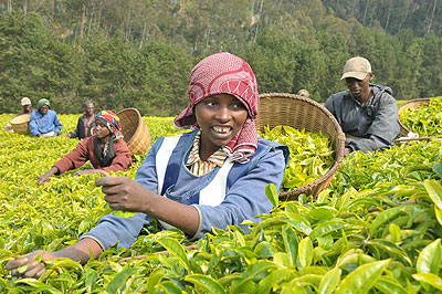 Farmers picking tea. The New Times / File