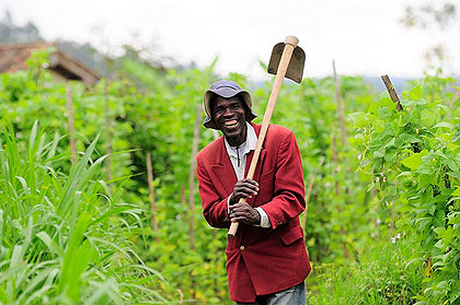 A farmer in one of iron-rich beans garden in Rwimbogo Sector.  The New Times / T. Kisambira.