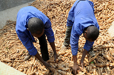 Kinazi cassava plant workers sorting cassava. The New Times / File.