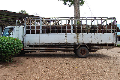 A truck full of cows transported from areas infected with Foot and Mouth impounded in Rwamagana.  The New Times / S. Rwembeho.