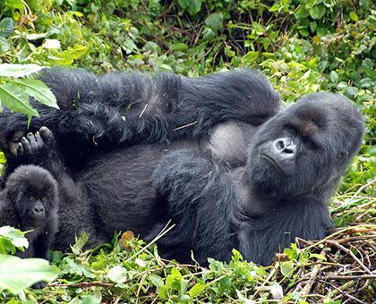 A Gorilla with its baby in the Virunga National park. The New Times / File.