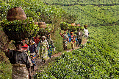 Tea pickers at the Mulindi Tea Factory. The New Times / File.